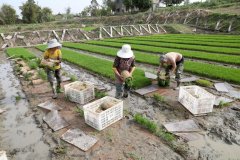 <b>四川广安：机械帮力 水稻插秧合理时</b>